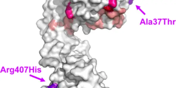 IGF-I Pathway Linked To Long Life In Centenarians
