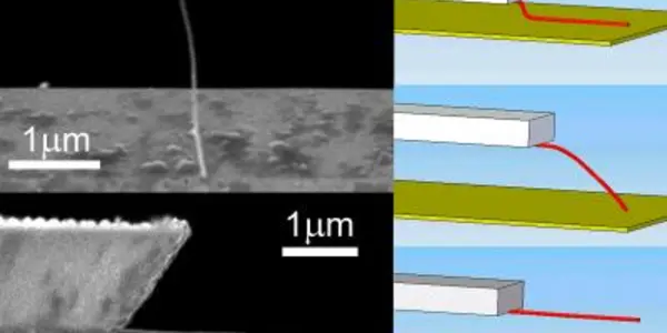 Stiction Nanotubes Mimic Van Der Waals Adhesion In Geckos