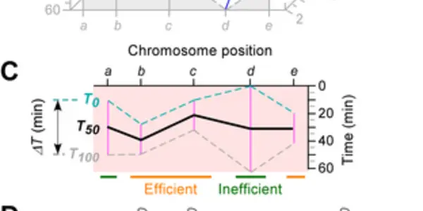 DNA Replication May Lead To Leaps In Genomic Discoveries