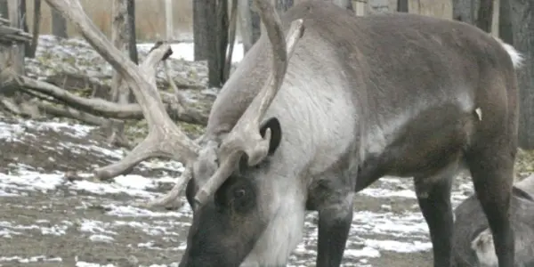 Non-Flying Reindeer Deserve A Science Article Too