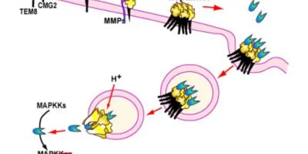 Anthrax As Cancer Killer?