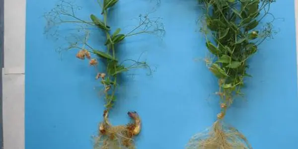 Strigolactones - New Plant Hormone Discovered