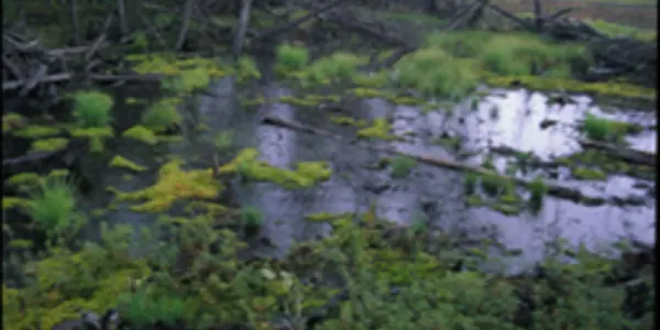 Will Melting Permafrost Accelerate Climate Change?