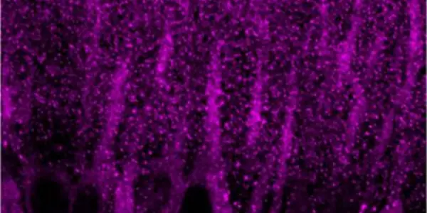 Norepinephrine And The Biological Basis For Emotional Memories