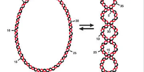 Does Our Genome Oscillate?