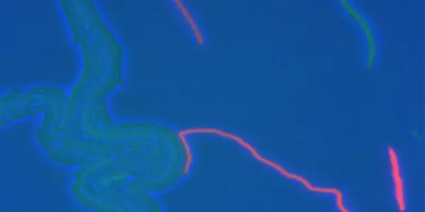 Predator And Prey - But These Bacteria Control Each Other's Suicides