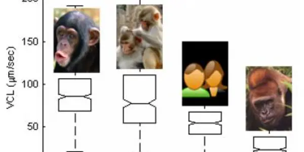 Monogamy Penalty: Promiscuous Primate Sperm Is Faster