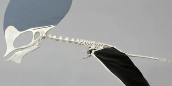 Robotic Spy Plane Inspired By The Pterodactyl