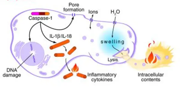 Pyroptosis: How a Dying Cell Sounds an Alarm