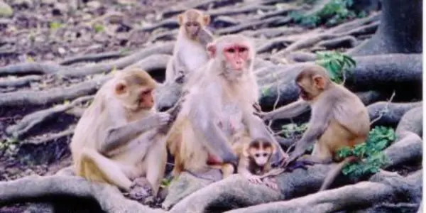 Is Baby Talk Universal?  Monkeys Use It Also