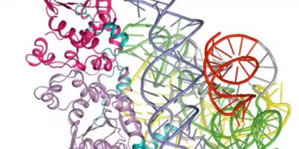 Is This Tiny Fungus Crystal The Missing Link In Evolution?