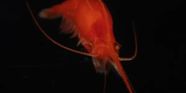 New Species Discovered In Atlantic Study