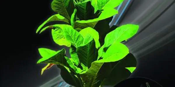 Researchers unravel role of priming in plant immunity