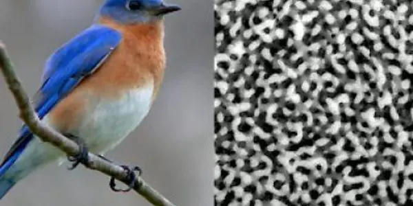 Bird feathers produce color through structure similar to beer foam