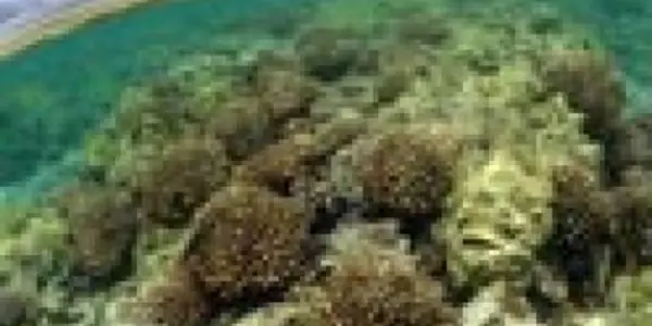 Human impacts on coral reefs of Northwestern Hawaiian islands revealed