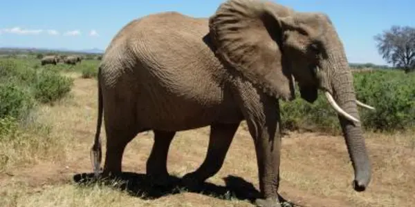 Diet Secrets Of 'The Royals' - Have Climate Change Ruin Your Elephant Food Source