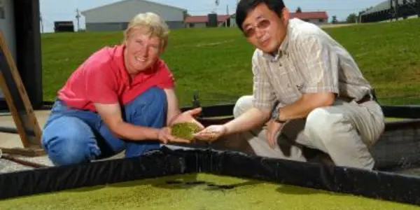 Tiny super-plant can clean up animal waste and be used for ethanol production