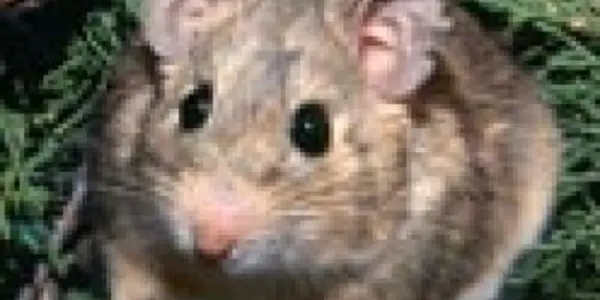 Desert woodrats switch one dietary poison for another