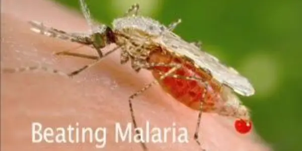Evolution-proof insecticides may stall malaria forever