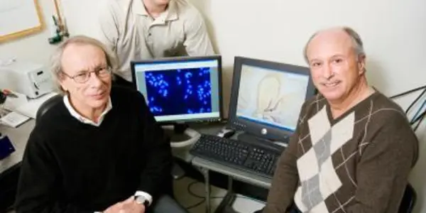 Team identifies a molecular switch linking infectious disease and depression