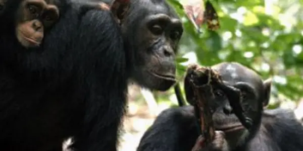 Meat for sex in wild chimpanzees