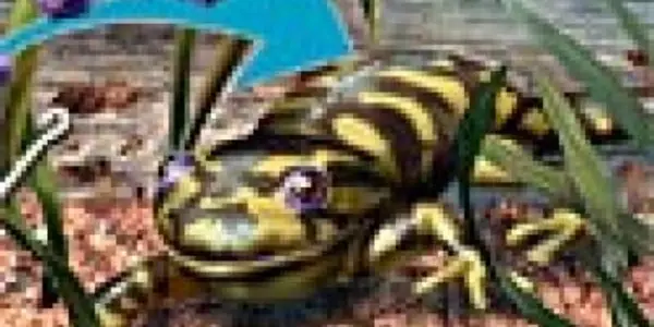 Spring fishing season arrives... and with it, amphibian diseases
