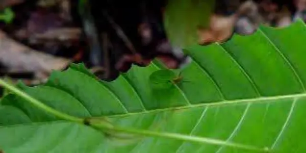 Food security for leaf-cutting ants: Workers and their fungus garden reject endophyte invaders