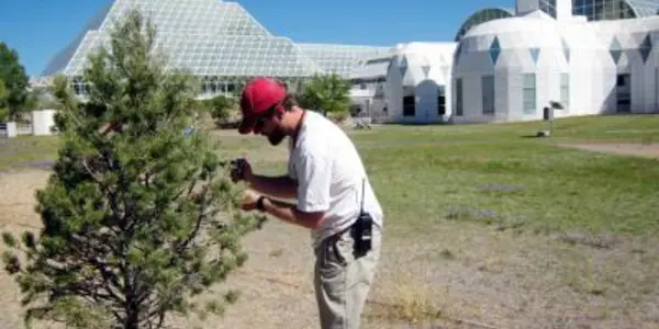 Biosphere 2 experiment shows how fast heat could kill drought-stressed trees