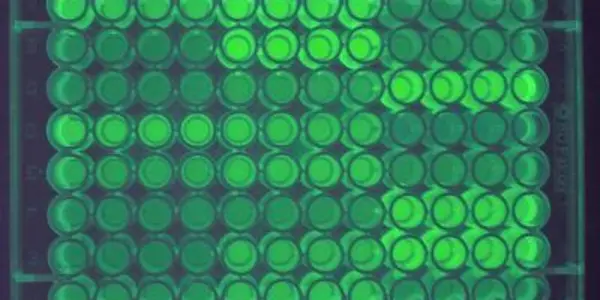 Penn biologists discover how 'silent' mutations influence protein production