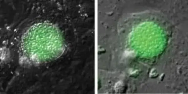 Locking parasites in host cell could be new way to fight malaria