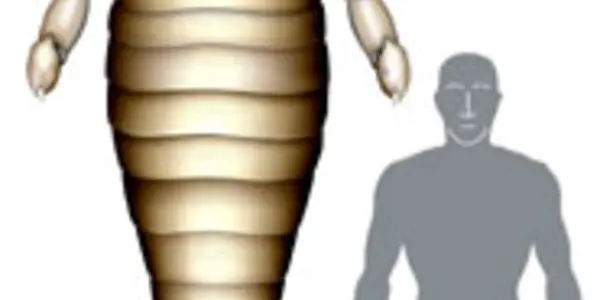Extinct Eurypterid Fossil Shows It Was Bigger Than A Grown Man