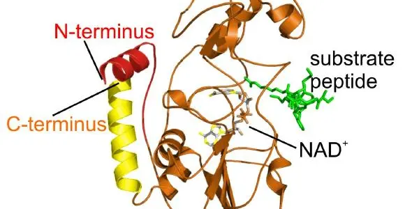 Sirtuins - Why Starving Cells Prevents Aging