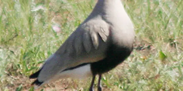 Conservation Breakthrough: 3,000 Rare Lapwings Discovered In Turkey