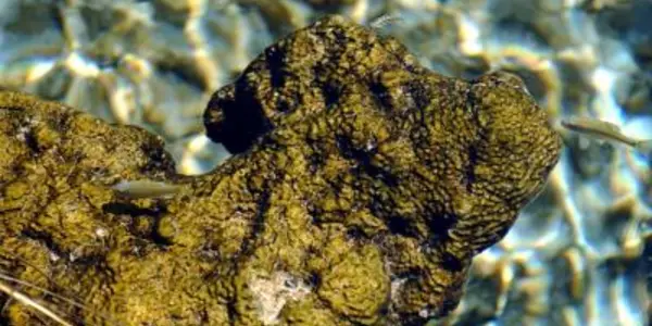 Ecosystem Surprise:  Some Bacteria Are Regional