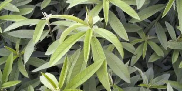 Can Hemp Help The Everglades?