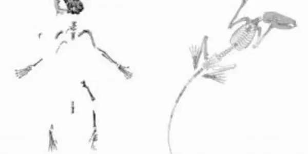 Paleontologists Discover Most Primitive Primate Skeleton