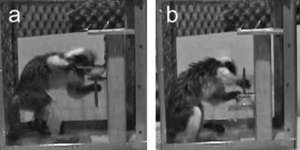 Monkeys, Humans And The End-State Comfort Effect