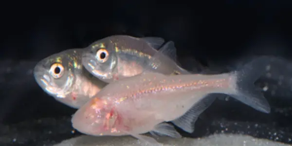 Researchers Untangle Nature Of "Regressive Evolution" In Cavefish
