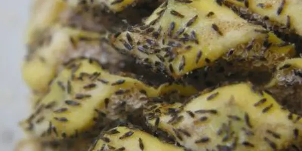 To Cycads, Romance Is Hot And Smelly