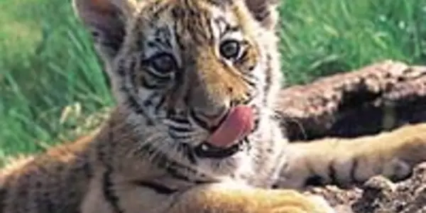 Conservationists blast India, China for rampant tiger trade