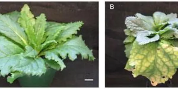How Plants Transport Sugars