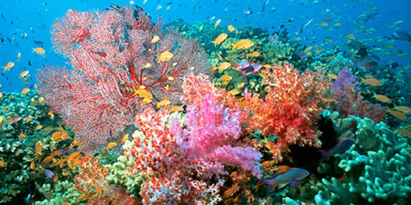 Coral Reefs: most vulnerable to the effects of Climate Change