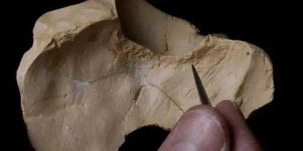 Prehistoric Tuberculosis Explains Why Skin Color Is One Of 'Biology’s Most Elegant Adaptations'