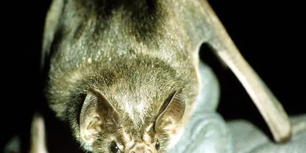 Blood Is A Terrible Food Source - Yet Vampire Bats Thrive On It. Here's Why.