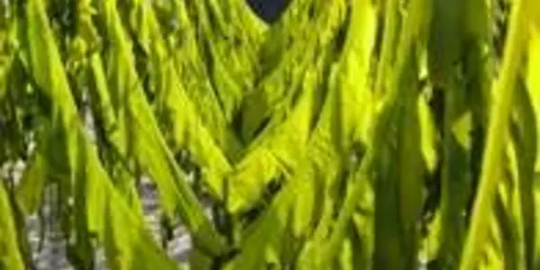 Wakame: Good To Eat But Is It Also Nature's Bioremediation For Polluted Oceans?