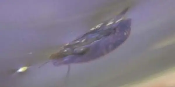 Mucus Propulsion - Controlling Displacement, Water Snail Style