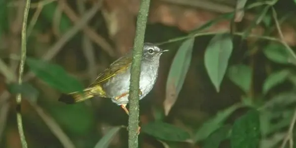 Singing in the Rainforest: Public versus Private Signaling by the White-Browed Warbler