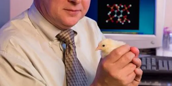 Dieting Chickens Improve The Environment In Delaware