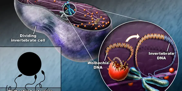 Wolbachia Genome Discovered Inside Drosophila Genome