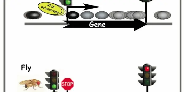 The Nucleosome Roadblock On The Path To Understanding Gene Expression